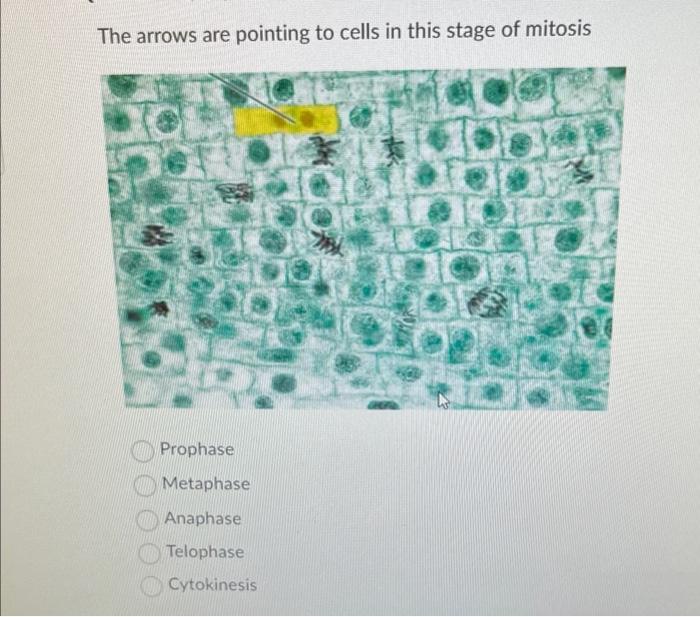 Solved The Arrows Are Pointing To Cells In This Stage Of Chegg