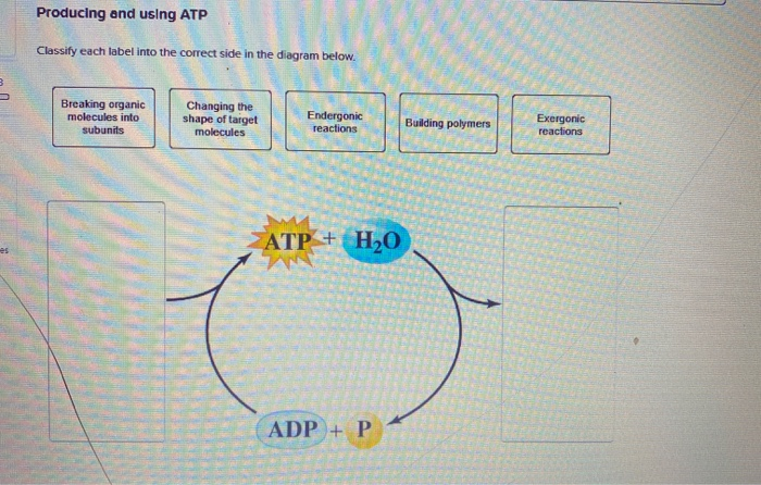 Solved Producing And Using Atp Classify Each Label Into The Chegg