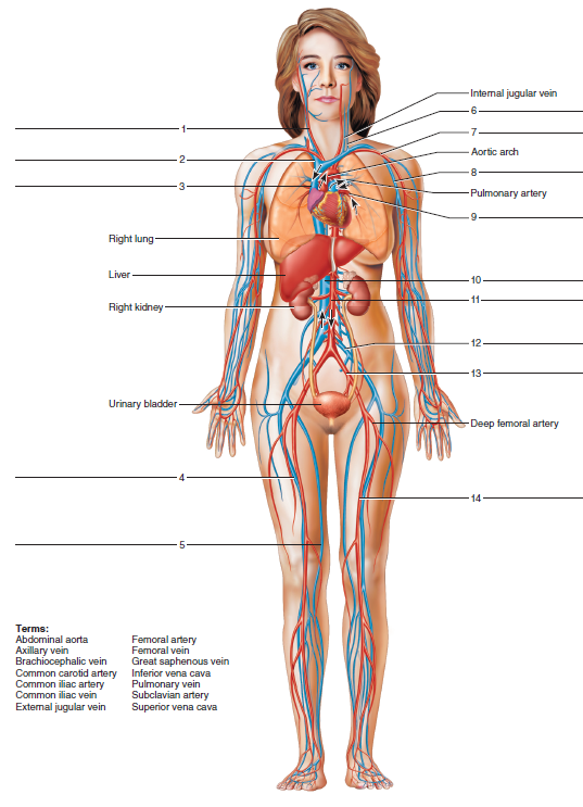 Label The Major Arteries And Veins Indicated In Figure 40 Chegg Com