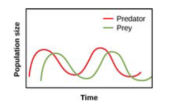predator vs prey model