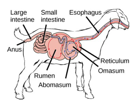 Solved: This image shows the digestive system of a ruminant animal... |  