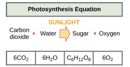 equation for photosynthesis