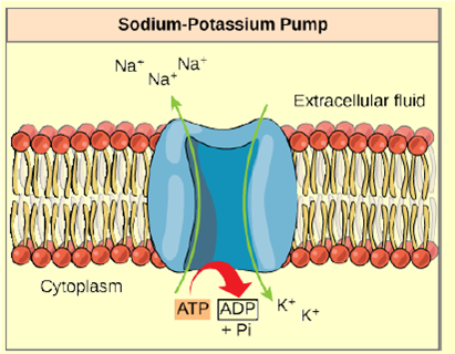 Solved: The hydrolysis of one ATP molecule releases 7.3 kcal/mol o ...