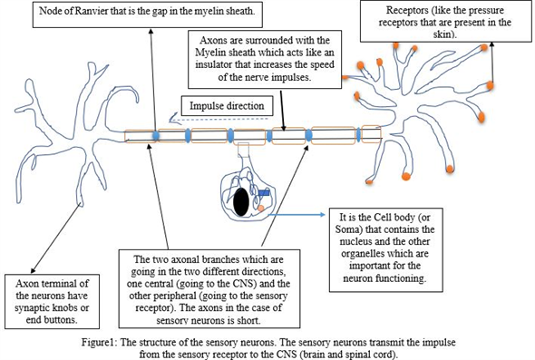 sensory neuron diagram labeled