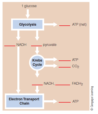 Solved: For the diagram of the aerobic pathway shown in the next c ...