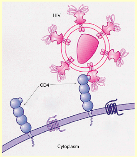 Solved: How Viruses Infect Specific OrgansGlycoprotein and