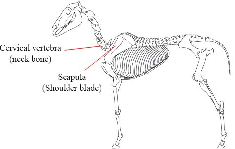 Solved: Chapter 5.7 Problem 8E Solution | Clinical Veterinary Language ...