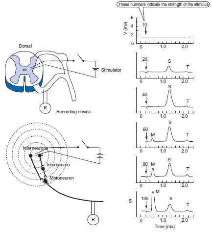 Chapter 4.1 Solutions | Quantitative Human Physiology 2nd Edition ...