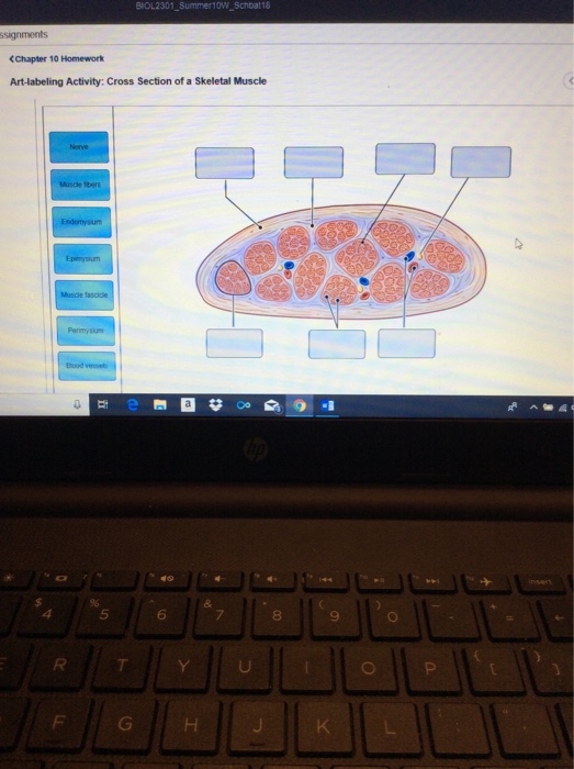 Drag The Labels Onto The Diagram To Identify Structural ...