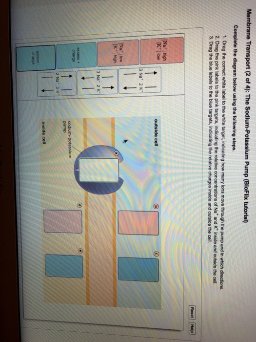 sodium potassium pump excess charge