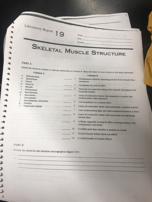 Laboratory Repor1 Date Skeletal Muscle Structure Part Chegg 