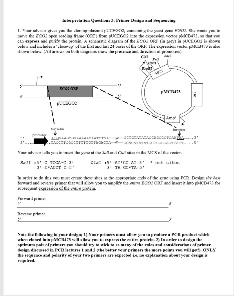 Solved Interpretation Questions 3: Primer Design and | Chegg.com