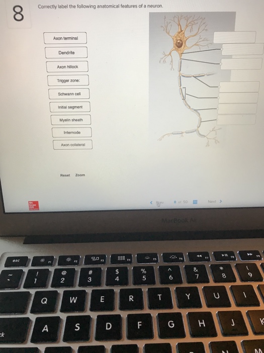 Correctly Label The Following Anatomical Features Of Chegg 