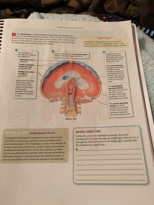 Anatomy And Physiology Archive | March 25, 2018 | Chegg.com