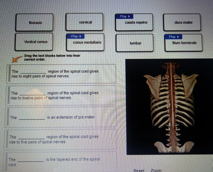 Spinal cord of a parts What Are