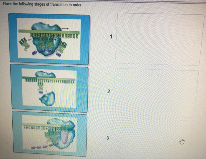 place-the-following-stages-of-translation-in-order-chegg