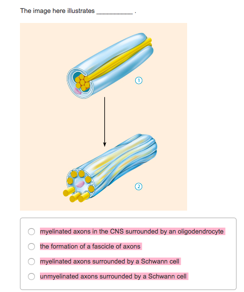 axon fascicle