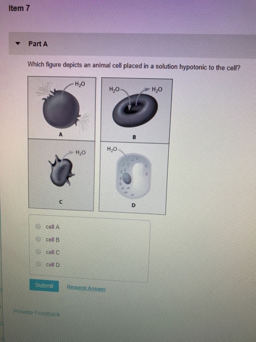 Solved: Item 7 PartA Which Figure Depicts An Animal Cell P ...