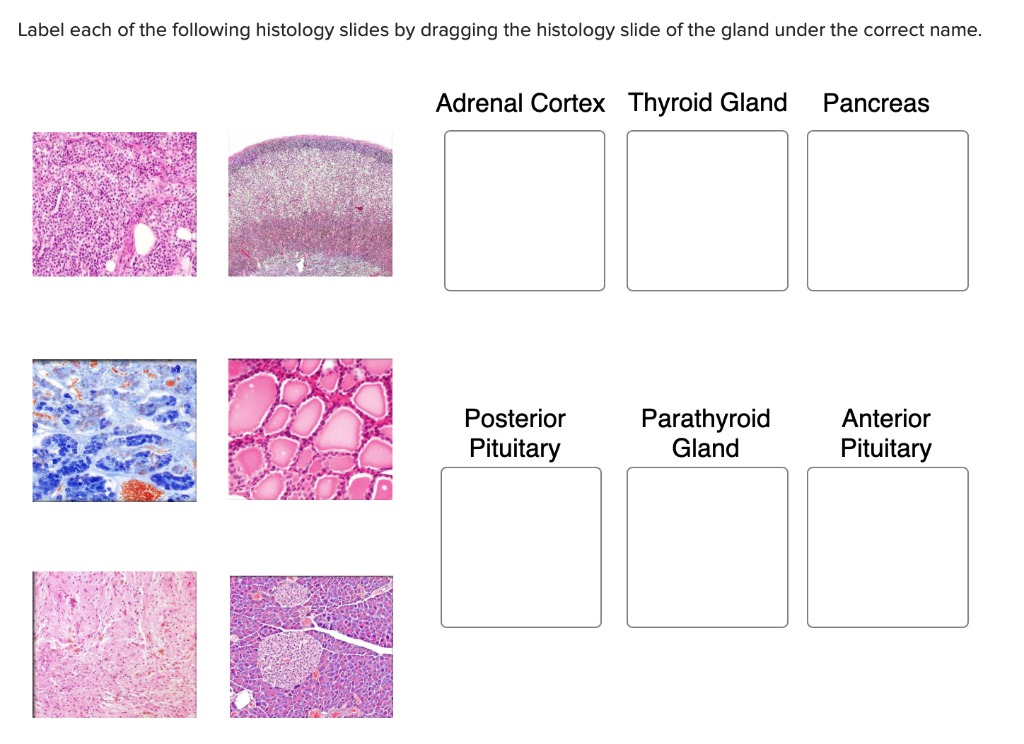 Label each. Slide Box Histology. Histology Guide. Учебник Histology RS. :M.H.Ross,w.Pawlina.Histology a text and Atlas..