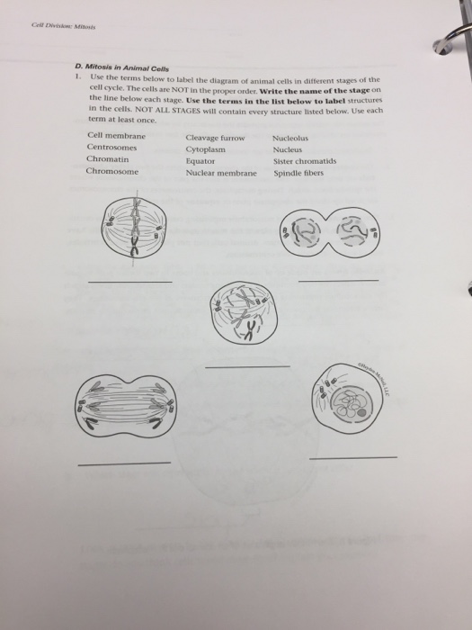 stages of mitosis in animal cells