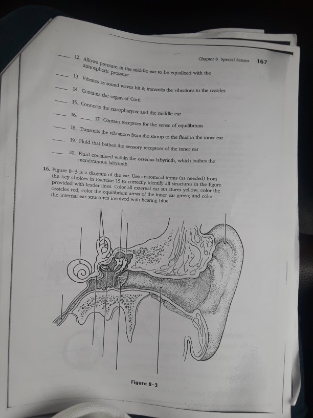 Solved 6. HE EAR: HEARING AND BALANCE 15. Using the key | Chegg.com
