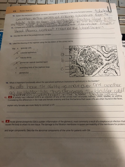 T Importance In The Urine Formation Process 10 Chegg Com