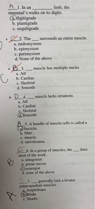 A 1. In anlimb, the mammals walks on its digits. adigitigrade b. plantigrade c. unguligrade The surrounds an entire muscle. a. endomysium b. epimysium c. perimysium d. None of the above 3._muscle has multiple nuclei. a. All b. Cardiac c. Skeletal d. Smooth D4._muscle lacks striations. a. All b. Cardiac c. Skeletal .Smooth 5. A bundle of muscle cells is called a fascicle. b. fiber. c. muscle. d. sarcolemma. C 6.1 .6. In a group of muscles, the- , does most of the work. a. antagonist prime mover d. none of the above 7. ⓒ synergist generally lack a levator palatoquadrati muscles. Amphibians c. Sharks
