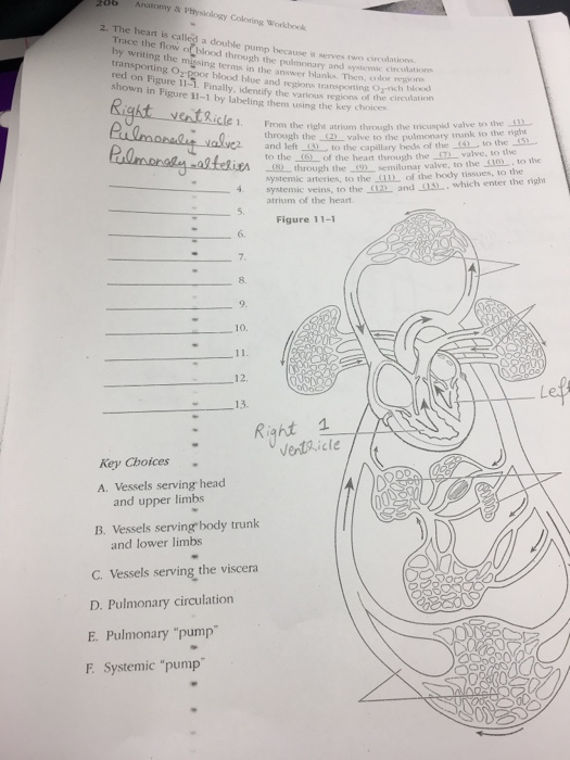 Solved: 86 Anatomy & Physiology Coloring Workbook 2. The H ...