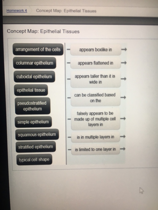 Concept Map Epithelial Tissues Solved: Epithelial Tissues Concept Map Using No More Than 