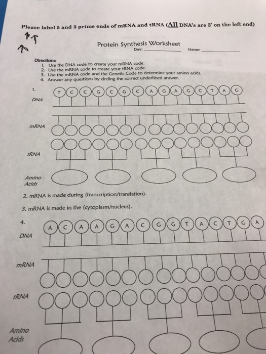 Solved Please Label 5 And 3 Prime Ends Of Mrna And Trna Chegg Com