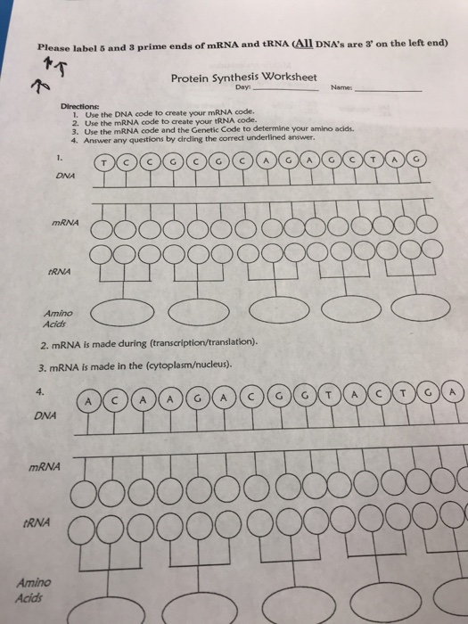 Solved: Please Label 5 And 3 Prime Ends Of MRNA And TRNA ...