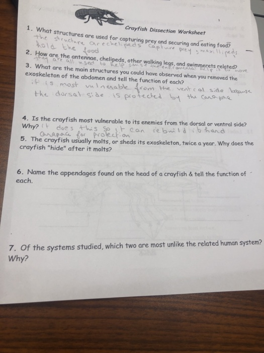 Solved Crayfish Dissection Worksheet 1. What structures are | Chegg.com
