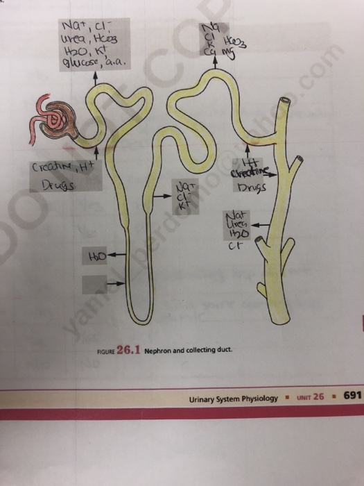 collecting duct urinary system