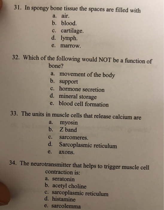 Solved 31 In Spongy Bone Tissue The Spaces Are Filled Wi Chegg Com