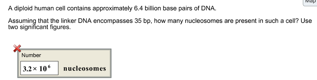 Map A Diploid Human Cell Contains Approximately 6 4 Billion Base Pairs Of Dna Uming That Map A Diploid Human Cell Contains Approximately 6 4 Billion Base Pairs Of Dna Uming That