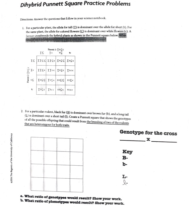 Solved Dihybrid Punnett Square Practice Problems Directions: | Chegg.com