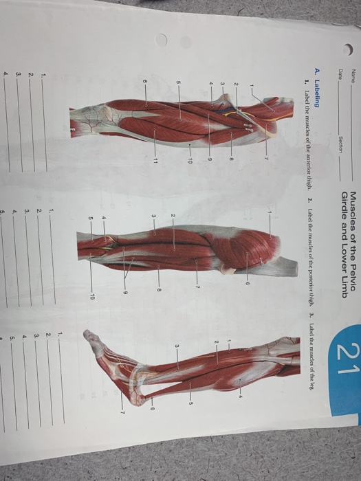 Solved Muscles of the Pelvic Girdle and Lower Limb 2 1 Name