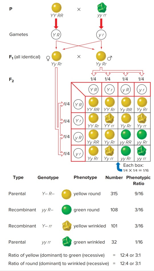 recombination frequency