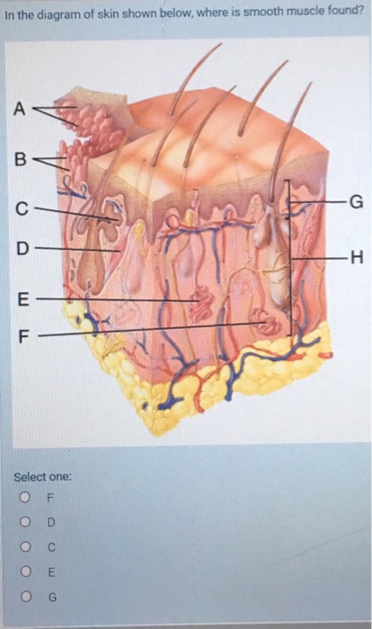 Solved In The Diagram Of Skin Shown Below Where Is Smoot Chegg Com