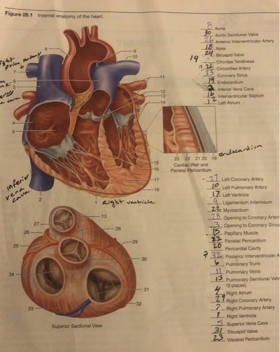 Solved Figure 28 1 Internal Anatomy Of The Heart Aorta A
