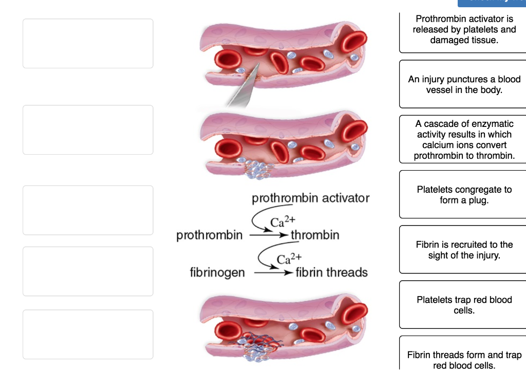 Solved: Place The Steps In The Formation Of A Blood Clot I ...