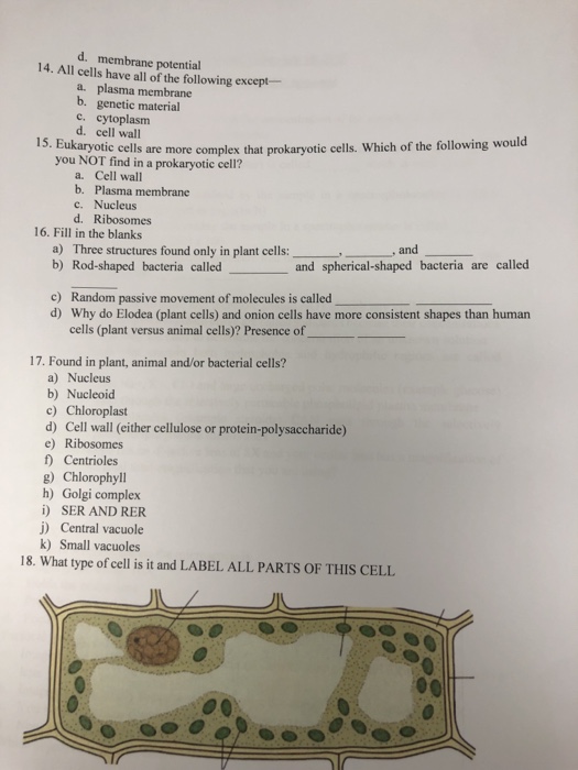 D Membrane Potential 14 All Cells Have All Of The Chegg Com