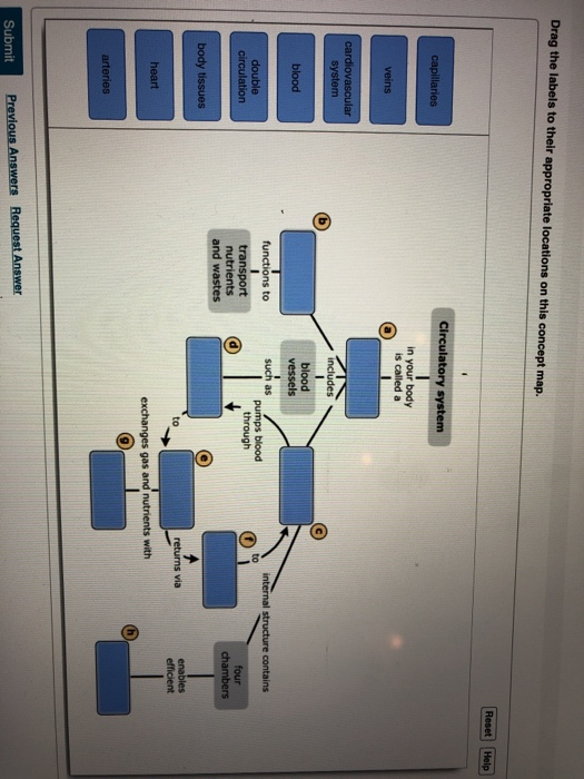 Can You Complete This Concept Map About The Structures And Functions Of Circulatory Systems? Solved: Drag The Labels To Their Appropriate Locations On 