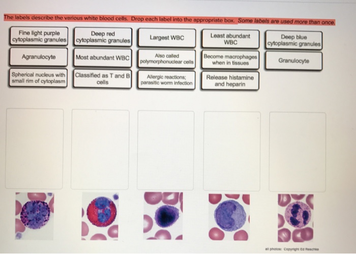 white blood cell labeled