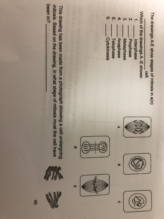 Solved The Drawings A E Show Stages Of Mitosis In A N Ce