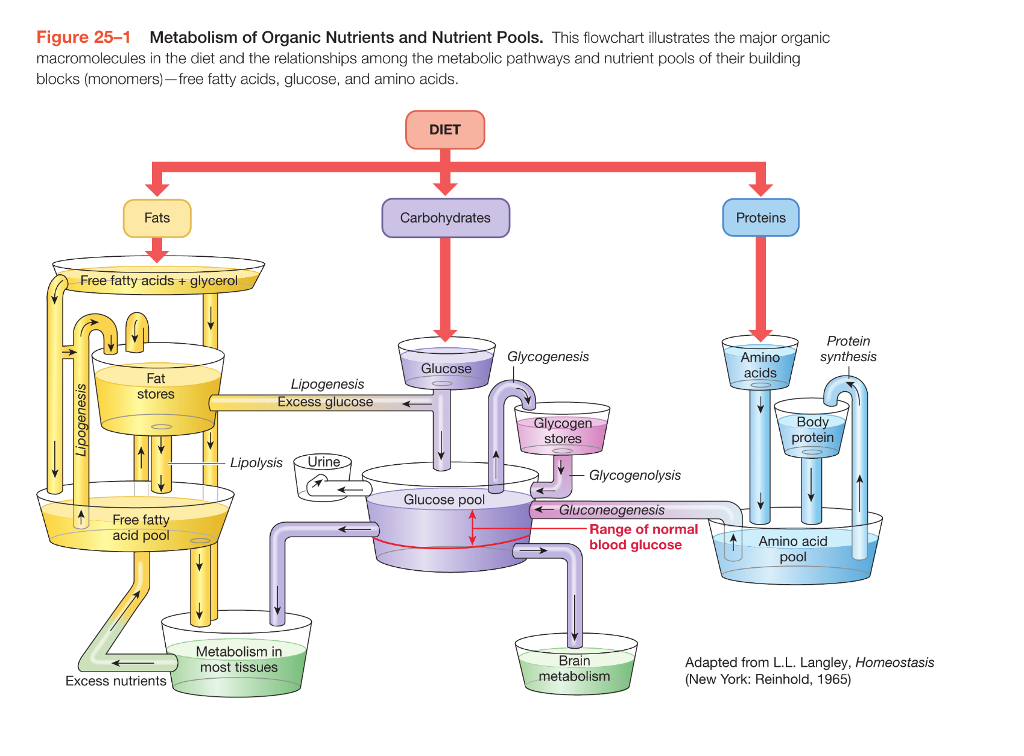 macromolecules flowchart