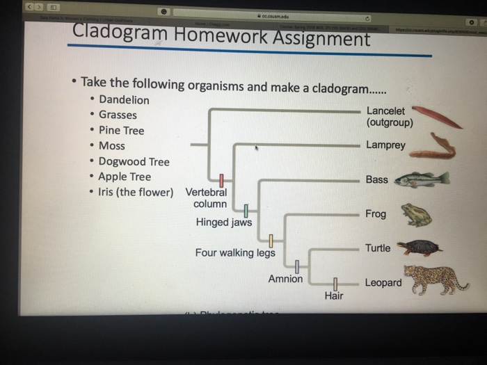 Cladogram practice key picture