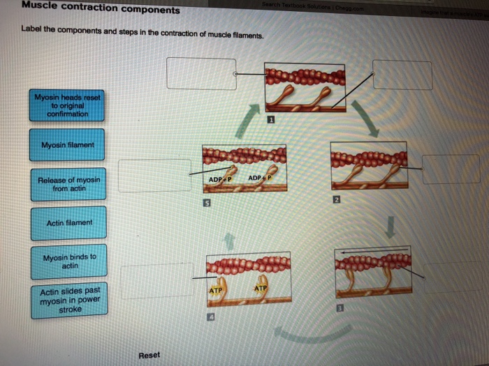 Muscle Contraction Ponents Label The Ponents Chegg 