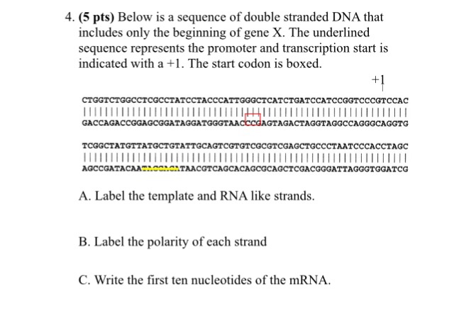 Solved Below Is A Sequence Of Double Stranded Dna That In Chegg Com