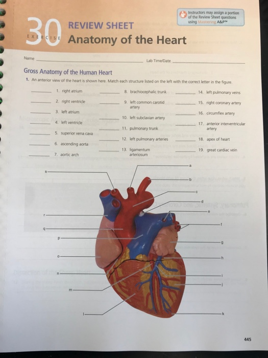 anatomy review sheet